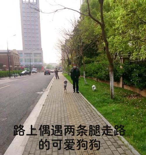 小狗生下来多久能走路？（探索小狗生长发育的奥秘）