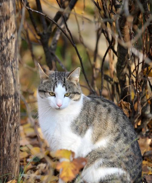 秋天猫毛褪完需要多长时间？（探秘秋天猫毛褪落的周期和影响因素）