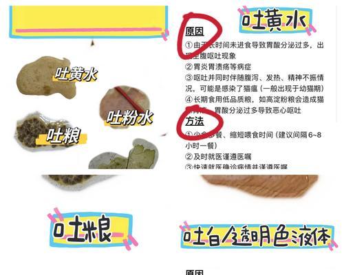 猫咪吐了多久能吃食物？（猫咪吐后适合进食的时间是多久？）