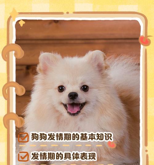 母狗大姨妈周期揭秘（母狗发情周期及注意事项，了解你的宠物更多）