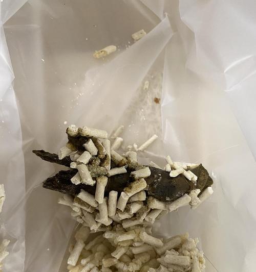 揭秘猫咪软便的常见原因（解读软便与肠炎的关系，探索其他潜在原因）