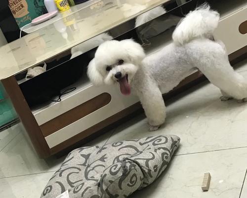 狗狗产后风（了解产后风的狗狗洗澡周期及细节）