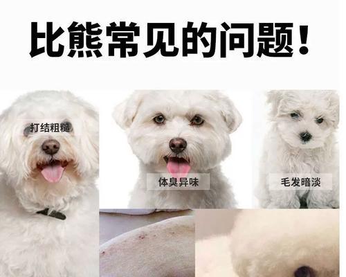 狗狗用滴剂抹皮肤驱虫，多久可以洗澡？（洗澡时应注意的关键点）
