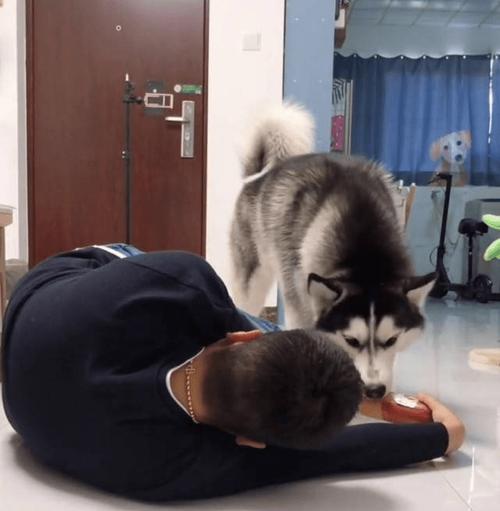 训练你的狗狗装死的秘诀（耐心是培养狗狗装死技能的关键，手握其最喜欢的食物进行训练）