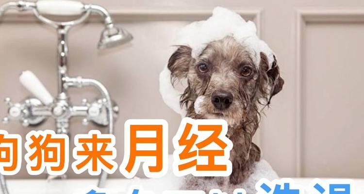 狗狗洗澡的最佳时间及注意事项（狗狗洗澡的时间间隔、洗澡前的准备和洗澡后的护理方法）