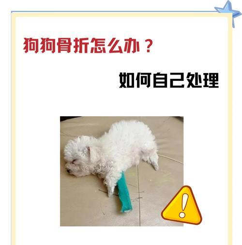 狗骨折症状（鉴别狗骨折的明显症状）