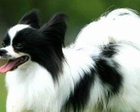 蝴蝶犬价格与选购指南（了解蝴蝶犬的特点与选购要点）