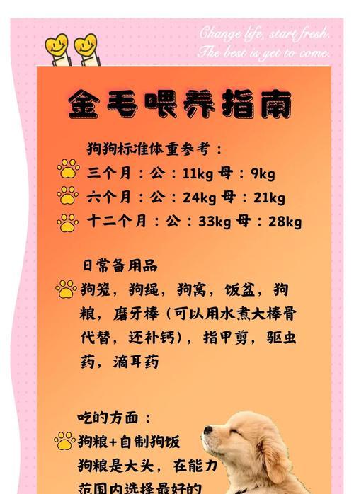 金毛配种周期及最佳时间选择（探究金毛犬的发情周期及配种时机）