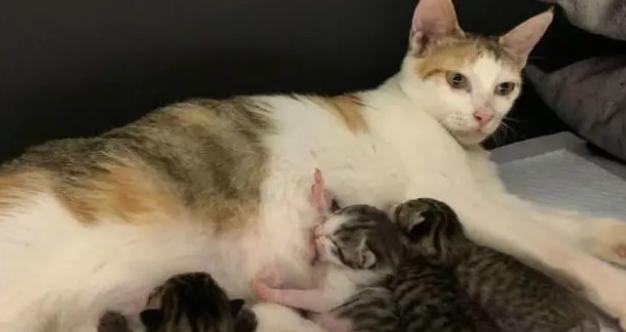 土猫的繁殖周期及生育能力（探究土猫繁殖周期与生育能力的时间和特点）