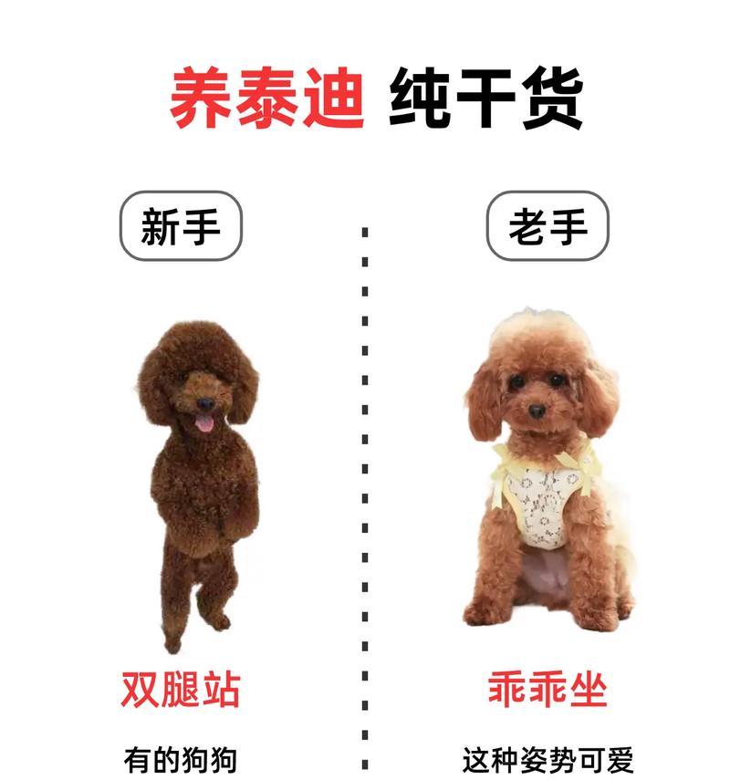 泰迪狗的睡眠需求及影响因素（探索泰迪晚上睡眠时间的关键因素及其重要性）