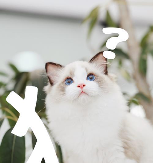 布偶猫的生长周期（揭秘布偶猫的成长之路）