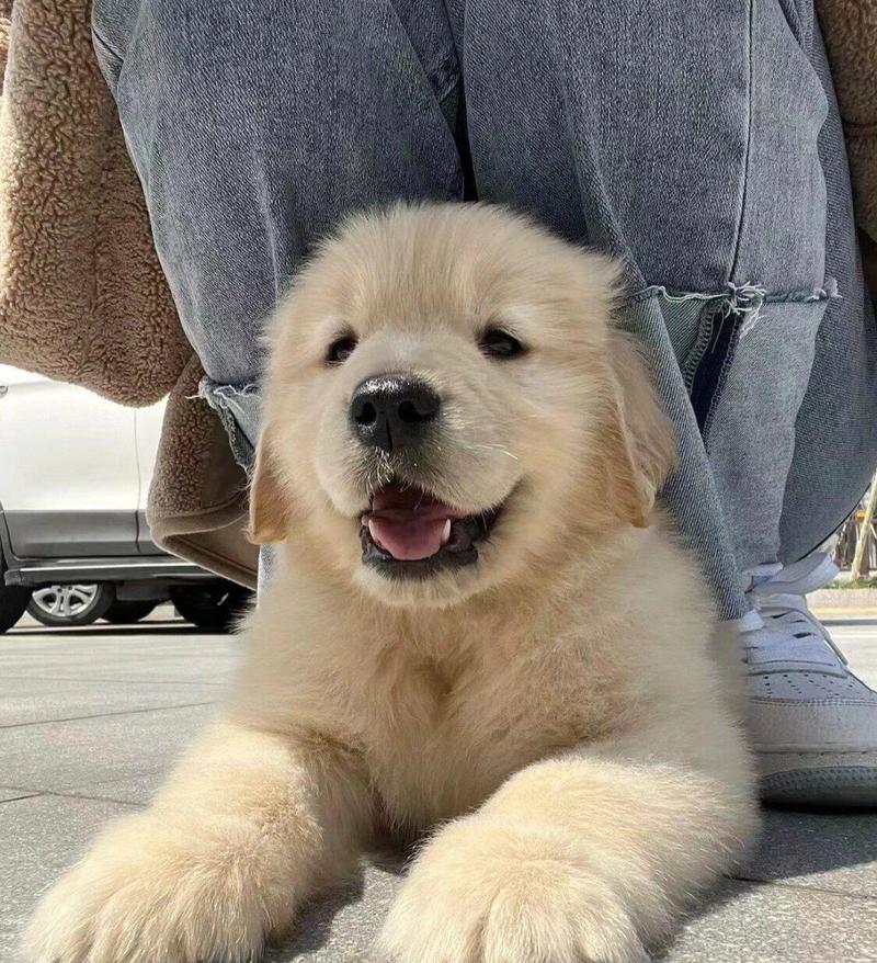 养一只金毛犬一个月需要花多少钱？（了解养金毛犬的经济成本和负担）