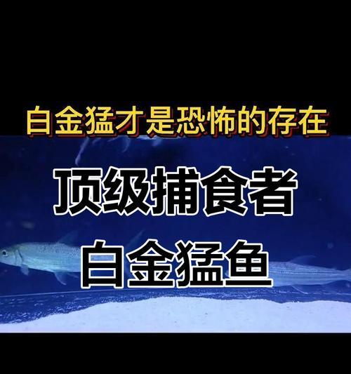 非洲大鱼之壮丽世界（探索非洲大陆的多样鱼类生态奇观）