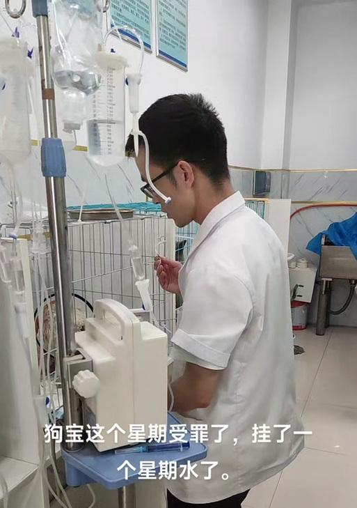 狗狗剖腹产后血流持续时间解析（了解狗狗剖腹产后血流的过程和时长）