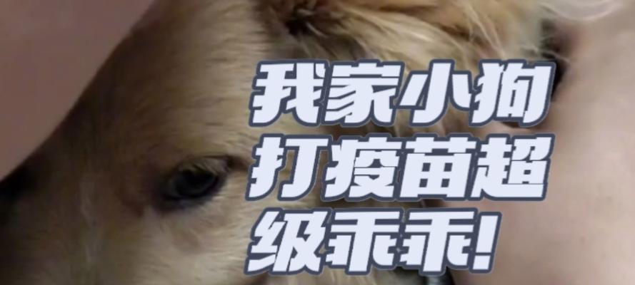 狗狗打完疫苗后多久能出门？（了解狗狗疫苗接种后的出门时间和注意事项）
