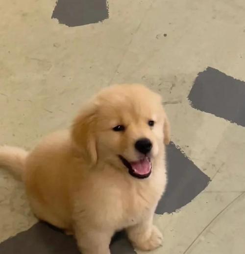 金毛犬的尴尬期（探讨金毛犬成长过程中的尴尬期长短及应对方法）