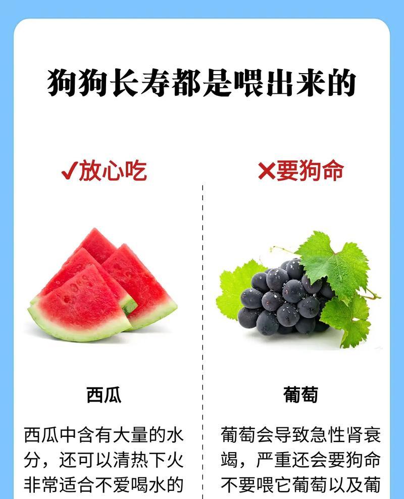 如何让你的狗狗成为长寿汪？（七个经验教你延长狗狗的寿命）