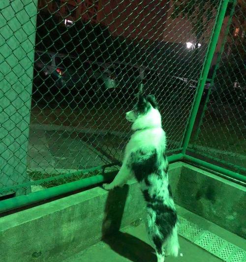 五个月大的狗能憋多久？（探究幼犬的大小便控制能力及培养方法）