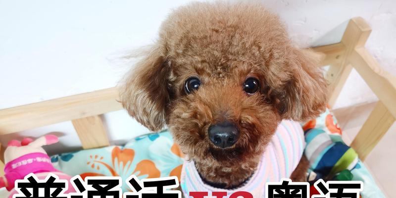 狗更容易听懂的名字有哪些？（如何选择一个容易听懂的名字给狗？）