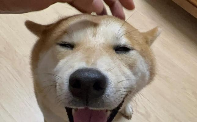如何正确给狗狗剪指甲（合理时间间隔与技巧是关键）