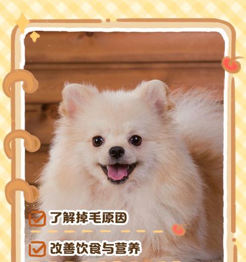 夏季掉毛的狗需要多久？（了解狗狗掉毛周期，帮助您更好地照顾它们）
