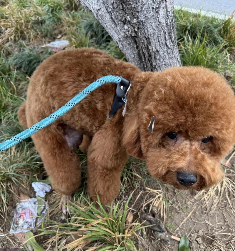 二个月大的泰迪可以吃哪些？（科学喂养指南、宝贝犬的健康成长）