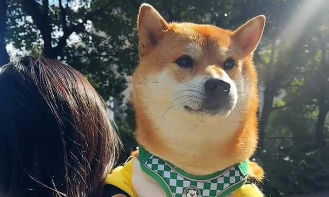 柴犬性成熟的时间及特征（从幼犬到成年犬的发育过程及相关注意事项）