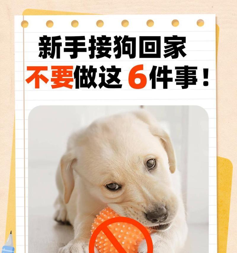 小狗狗刚到家的禁忌行为（小狗狗禁忌行为的指南）