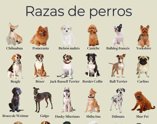 AComprehensiveGuidetoVariousDogBreeds（ExploretheFascinatingWorldofCanineDiversity）