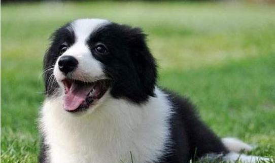 美丽毛发秘籍（边境牧羊犬、食材、美丽毛发、食材营养、养护秘诀）