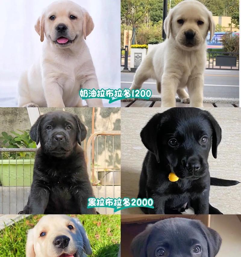拉布拉多犬的寿命究竟有多长？（探寻拉布拉多犬寿命的关键因素）