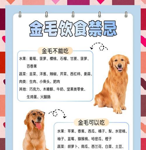 金毛犬月经周期及洗澡时间探究（金毛犬月经周期、洗澡频率和正确护理方法的关键）
