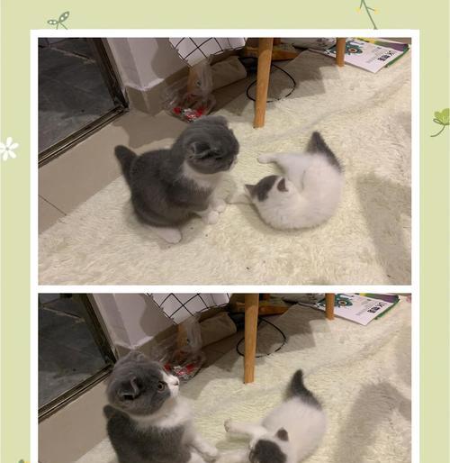 揭秘猫咪不让人摸的真相（猫咪自我保护本能的原因及如何与其建立亲密关系）