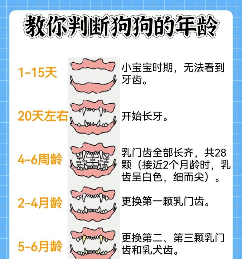 从交配到受孕（探索狗狗受孕过程中的奥秘）