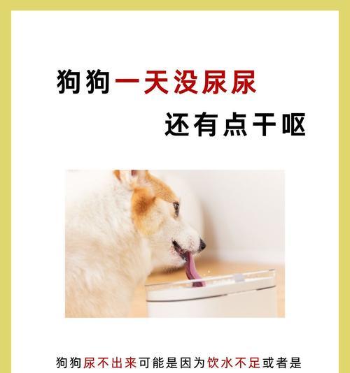 狗狗的尿液异常问题（探究狗狗尿液异常的原因和解决方法）