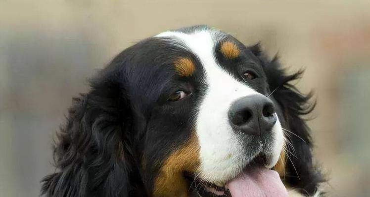狗界寿命最短的9种狗——能陪伴你多久？（了解这些短命犬种，你还敢养吗？）