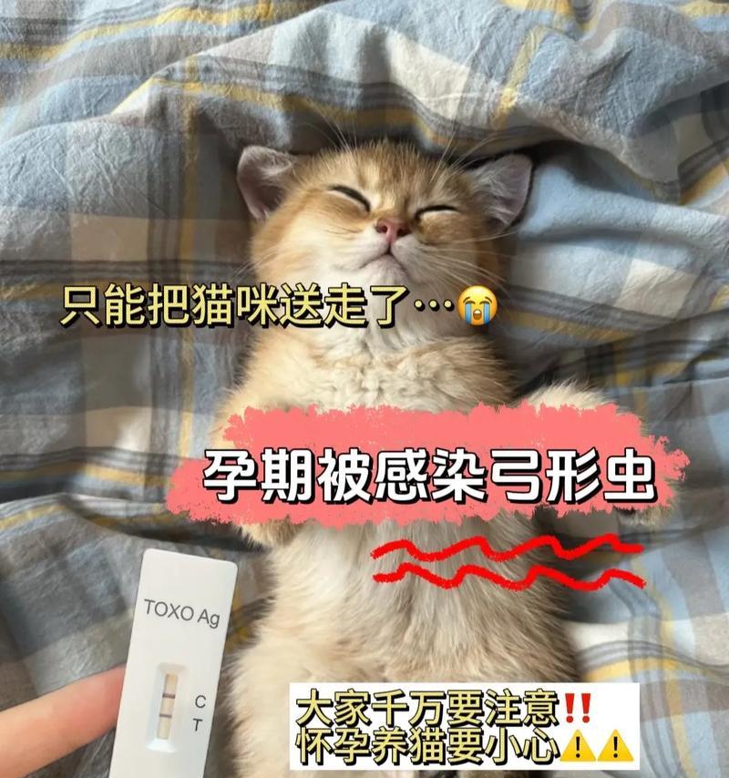 猫咪怀孕引产的时间与注意事项（了解猫咪的怀孕周期，为引产做好准备）