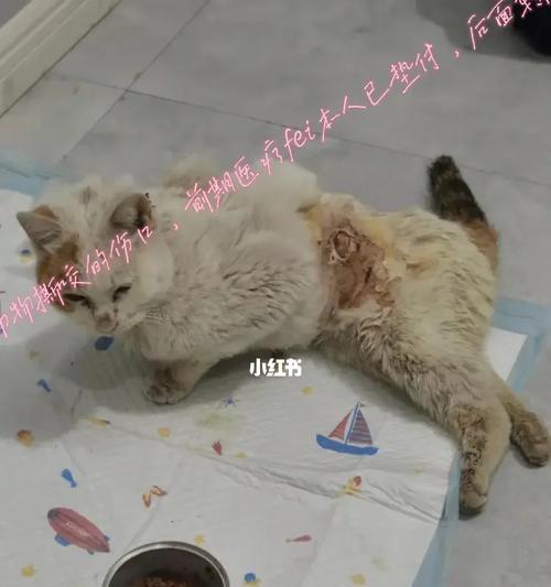 狗狗气胸的康复期（了解狗狗气胸的恢复过程，帮助它重新获得健康）