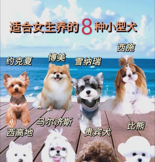 世界最小的狗品种及特点（探秘迷你犬族群的奇妙世界）