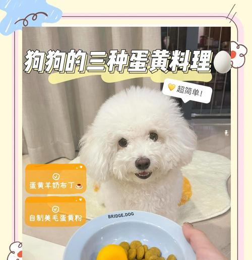 狗狗可以吃鸡蛋吗？蛋黄对狗狗有什么好处？（解析狗狗食用鸡蛋的安全性和营养益处）