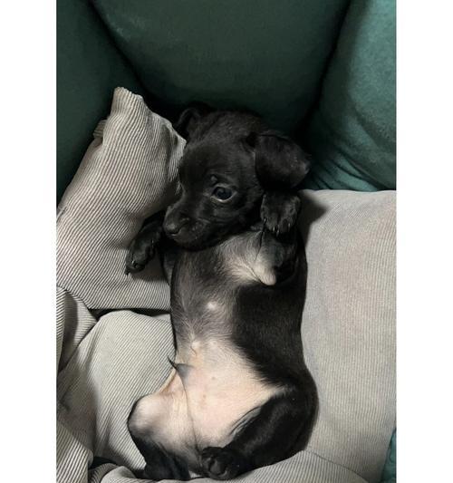 纯黑色犬种的迷人魅力（探索世界上六种纯黑色犬的特点与魅力）