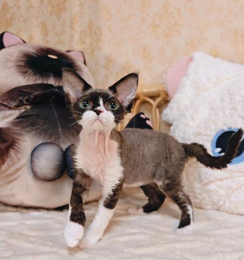 德文卷毛猫的价格和颜色影响因素（探讨德文卷毛猫价格的关键因素及最贵的颜色）