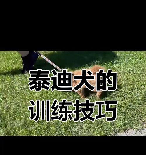 狗狗饲养照顾全攻略（从领养到训练，让你成为完美主人）