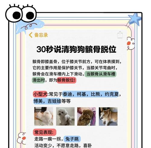泰迪狗髌骨症状详解（了解泰迪狗髌骨问题的症状及其处理方法）