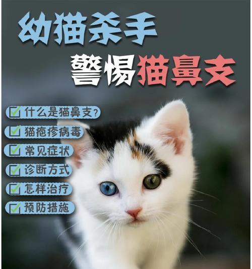 猫鼻支导致死亡的时间究竟有多长？（揭秘猫鼻支致命效应及预防措施）