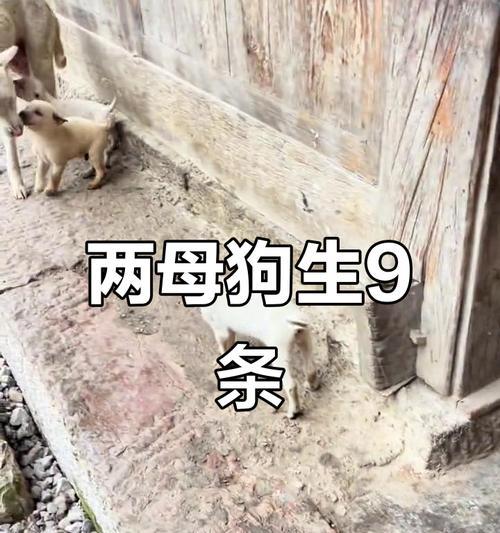 母犬的繁殖周期及生育能力调查（探索母犬生育周期，解答犬主关于繁殖问题的疑虑）