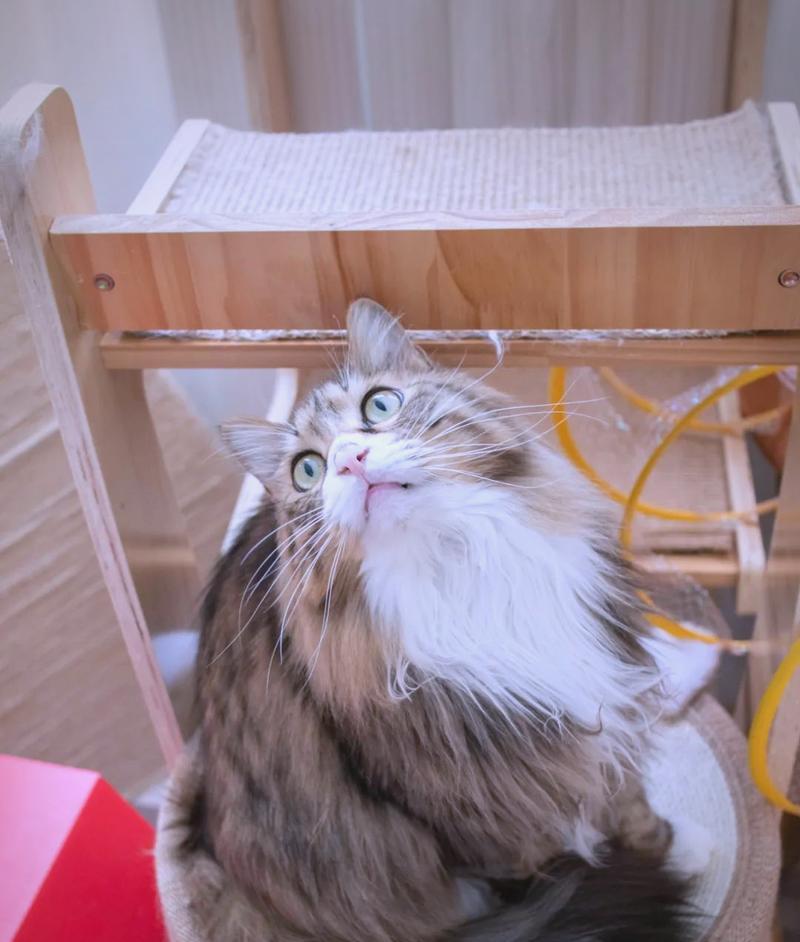 快速教会小猫咪上厕所的方法（简单易行的培训技巧，让你的猫咪告别猫砂盆）
