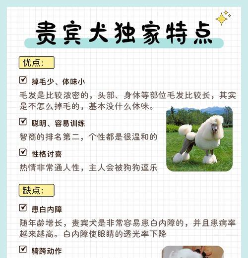 贵宾犬的价格与多样化色彩（探寻贵宾犬价格差异及其常见毛色）