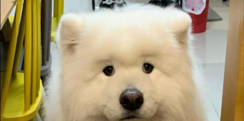 萨摩耶犬如何减肥？（帮助你的萨摩耶恢复健康的方法）