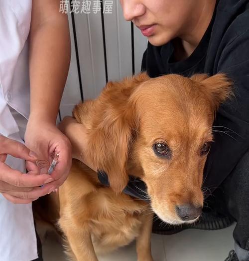 幼犬打针（了解幼犬打针的时间表和注意事项）